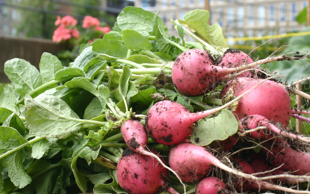 Rise Up ENY Monthly Newsletter